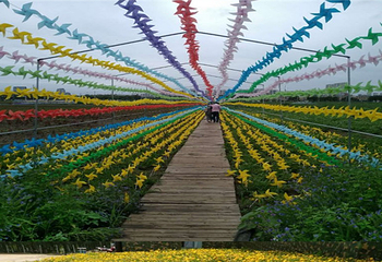 万亩花海景区第 2 张图片