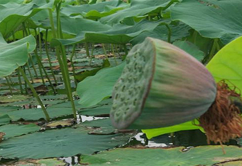 银川北塔湖水上乐园第 1 张图片