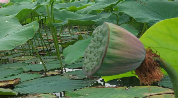 银川北塔湖水上乐园