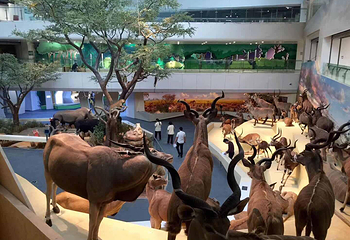 武汉园博园(武汉自然博物馆)第 55 张图片