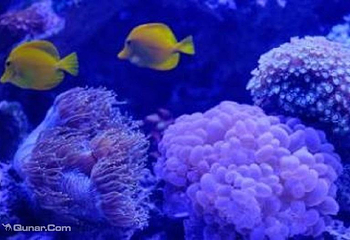 雅加达多媒体水族馆第 2 张图片