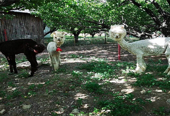 青山园第 4 张图片
