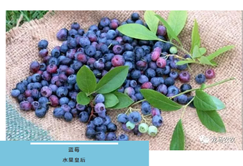 乳山龙马农牧蓝莓采摘园第 1 张图片