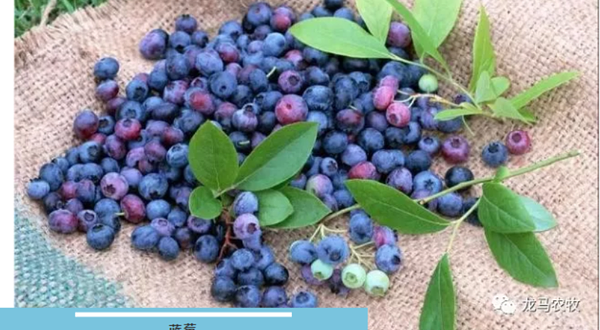 乳山龙马农牧蓝莓采摘园