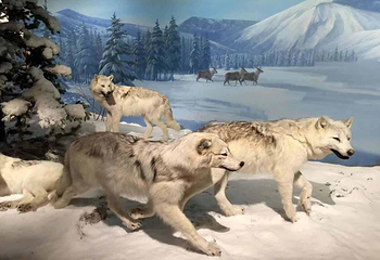 武汉园博园(武汉自然博物馆)第 56 张图片