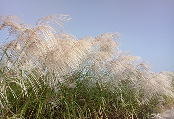 黄河口生态旅游区第 5 张图片