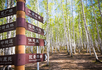 白桦林景区第 6 张图片
