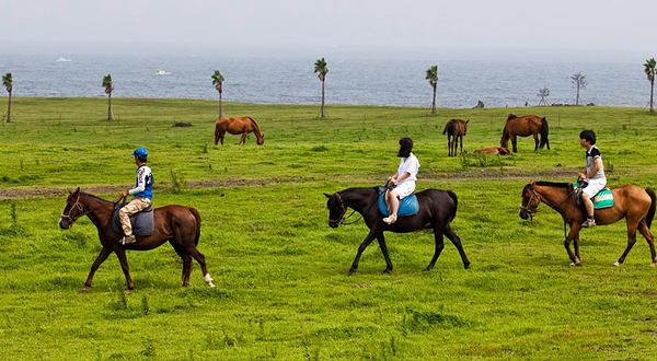 济州乐园骑马场
