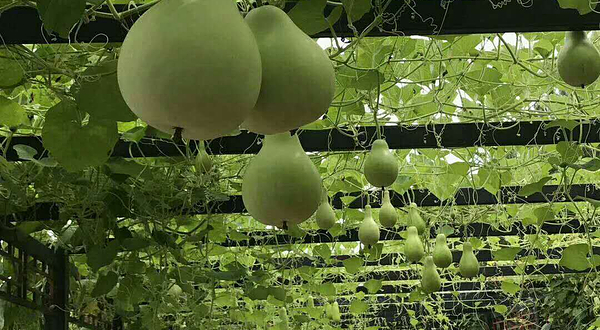 金星葡萄采摘基地