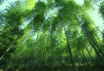 清远金子山原生态旅游风景区第 133 张图片
