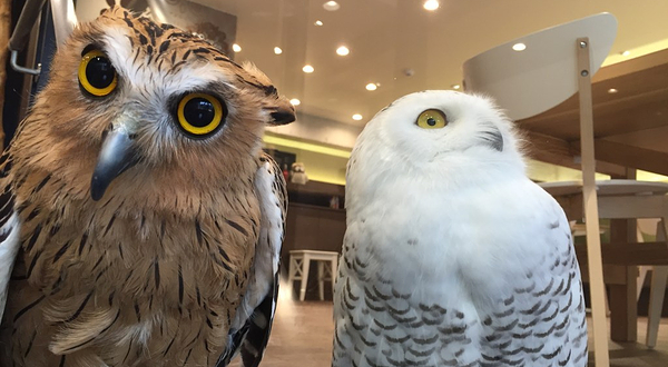 猫头鹰之巢咖啡厅