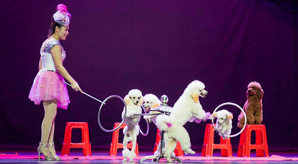 2018十一津湾滑稽·杂技·大马戏专场演出