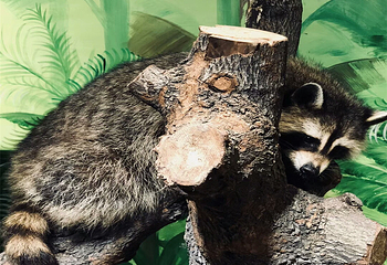 福州超级萌物第 2 张图片