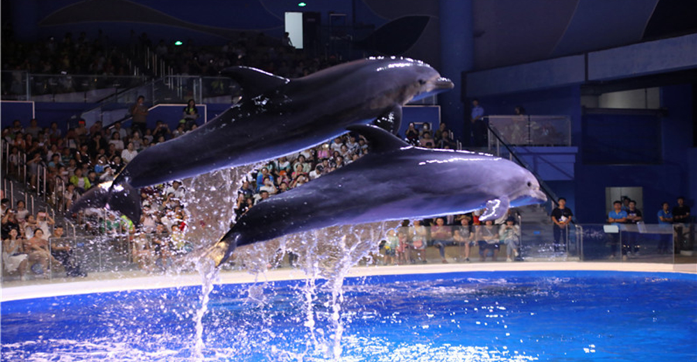 g日照海洋公园大学生票2 黄金桔票务 景点门票预订