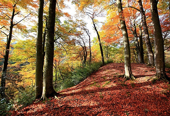 米仓山国家森林公园第 4 张图片