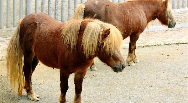 秦王寨马趵泉动物乐园