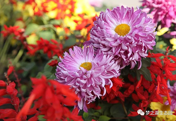 梦之湖田园菊花文化节第 7 张图片
