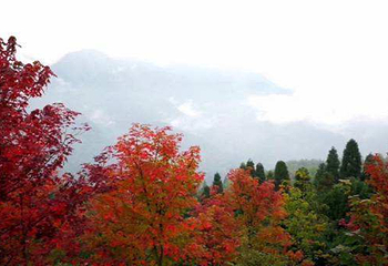 川西红枫岭第 59 张图片