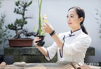 梦之湖田园菊花文化节第 1 张图片