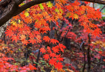 川西红枫岭第 55 张图片