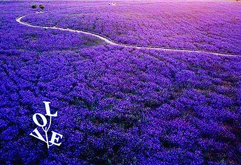 宁夏艾伊薰衣草庄园第 5 张图片