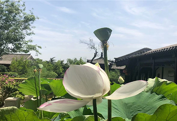 杨柳青古镇第 2 张图片