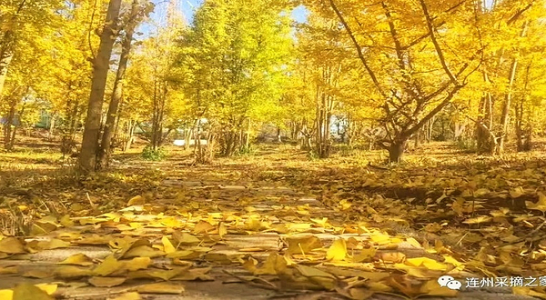 连州心型银杏林