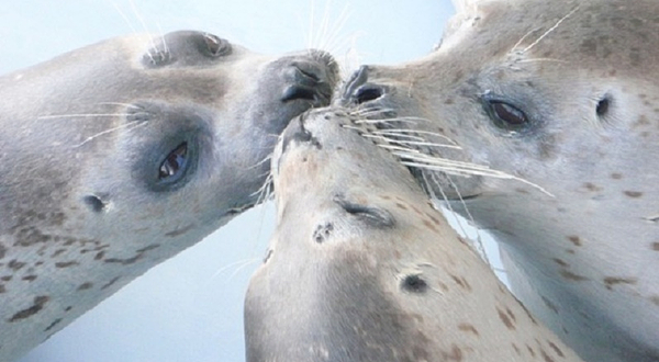 鄂霍次克海豹园