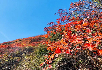 竹林长寿山第 12 张图片