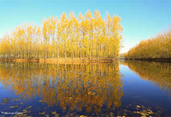 滕州微山湖红荷湿地第 13 张图片