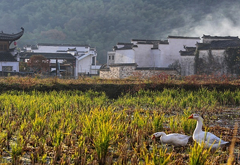 塔川第 54 张图片