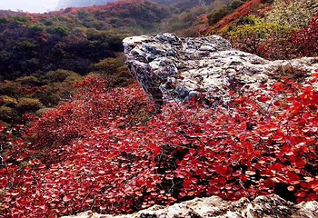 竹林长寿山第 9 张图片