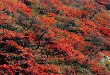 竹林长寿山第 11 张图片