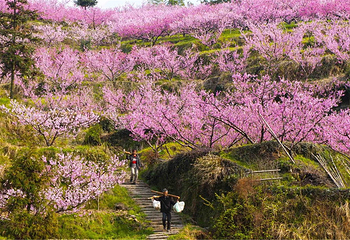 清远金子山原生态旅游风景区第 129 张图片