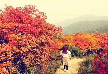 竹林长寿山第 15 张图片