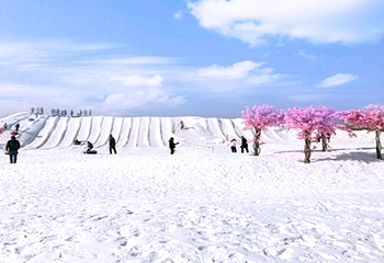 杨柳青庄园首届欢乐冰雪季第 1 张图片