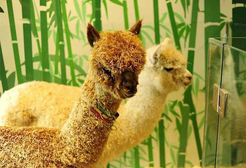 JOLI ZOO(龙湖虹桥天街购物中心A馆店)第 6 张图片
