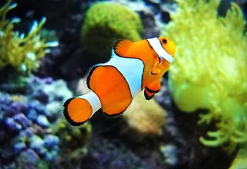 重庆海洋动物世界第 46 张图片