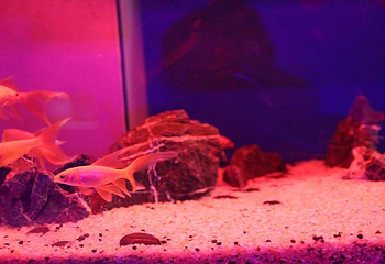 临泉海洋世界第 12 张图片
