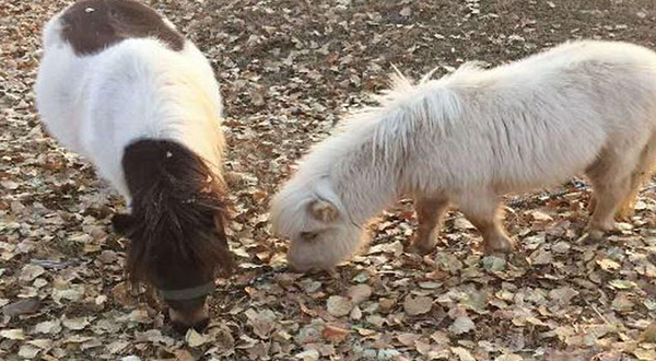 北京彼岸青滩冰雪嘉年华