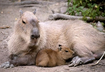 重庆海洋动物世界第 69 张图片