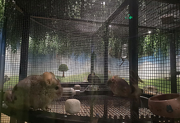 JOLI ZOO(龙湖虹桥天街购物中心A馆店)第 12 张图片