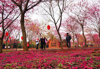 望城大观园新春樱花节第 14 张图片