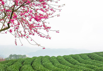 永福台品樱花茶园第 4 张图片