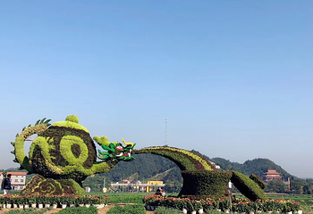 临湘市菊花博览园第 19 张图片