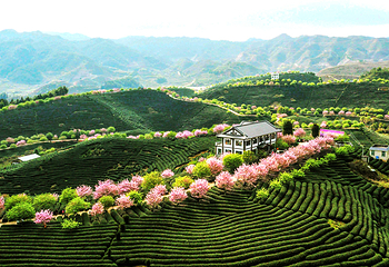 永福台品樱花茶园第 28 张图片