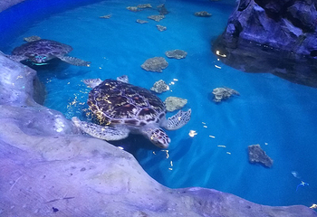 海之语海洋世界第 5 张图片