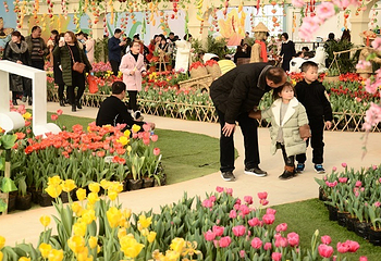 豪泽国际郁金香花海欢乐城第 24 张图片