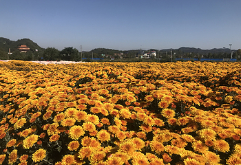 临湘市菊花博览园第 8 张图片