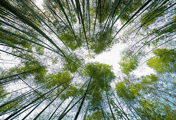 天子山瀑布景区第 30 张图片